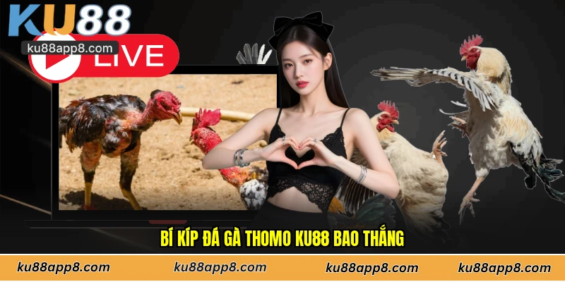 Bí kíp đá gà Thomo Ku88 bao thắng