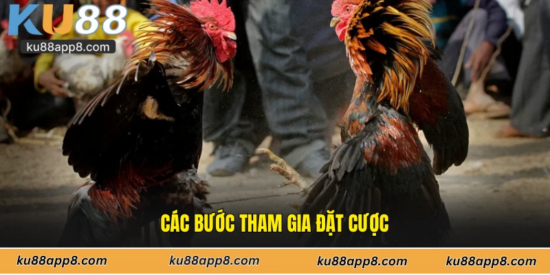 Các bước tham gia đặt cược
