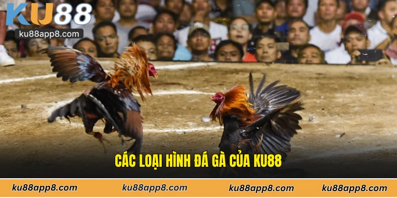 Các loại hình đá gà của Ku88