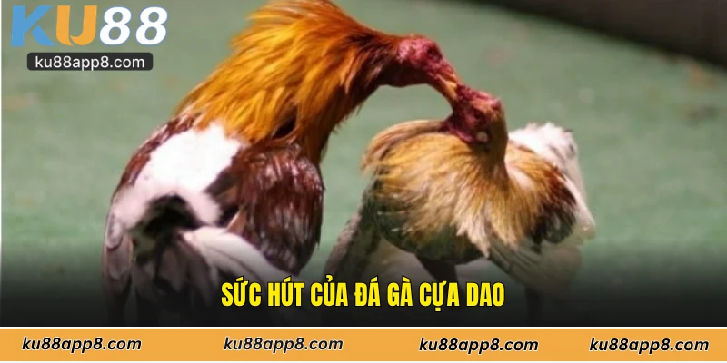 Sức hút của đá gà cựa dao