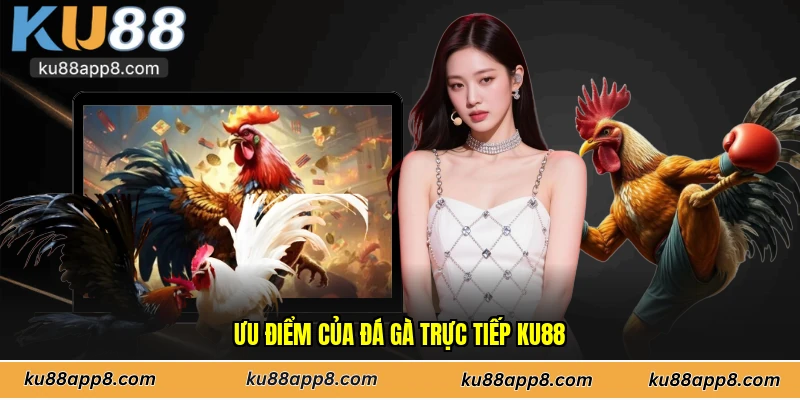 Ưu điểm của đá gà trực tiếp Ku88